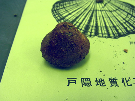 f:id:Naturalhistory:20160714090154j:image