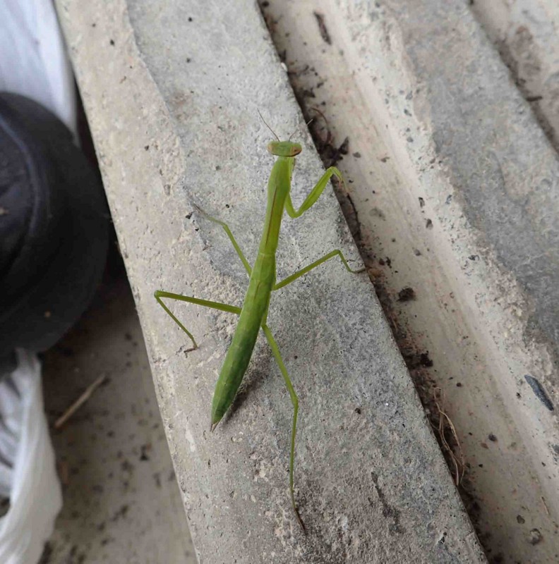f:id:Naturalhistory:20160719161138j:image:w360
