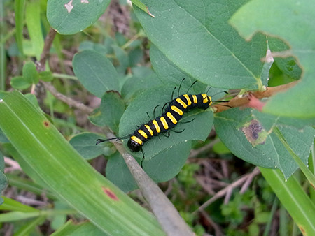 f:id:Naturalhistory:20160725081944j:image