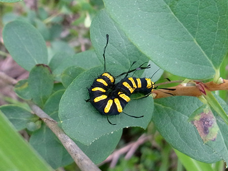 f:id:Naturalhistory:20160725081959j:image