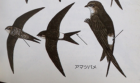 f:id:Naturalhistory:20160729170413j:image