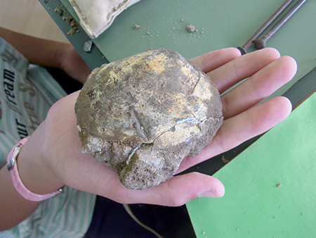 f:id:Naturalhistory:20160730083141j:image