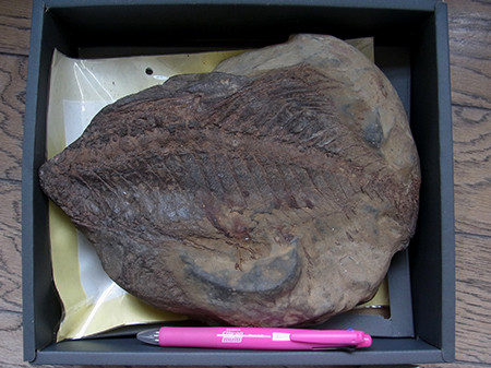f:id:Naturalhistory:20160812104159j:image