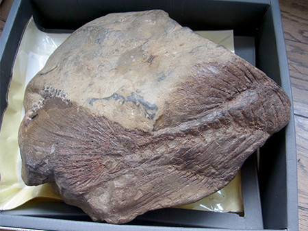 f:id:Naturalhistory:20160812104250j:image