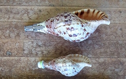f:id:Naturalhistory:20160815123839j:image