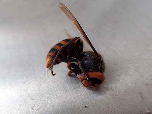 f:id:Naturalhistory:20160824144935j:image f:id:Naturalhistory:20160824144935j:image