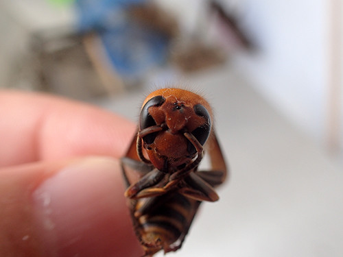 f:id:Naturalhistory:20160824144946j:image f:id:Naturalhistory:20160824144946j:image