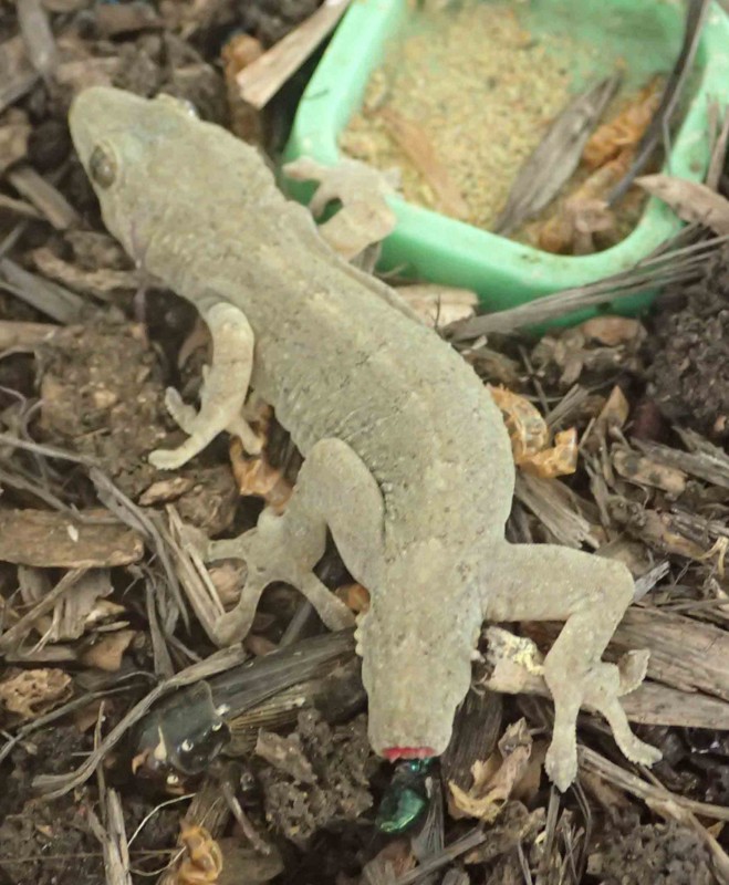 f:id:Naturalhistory:20160829112547j:image:w360 f:id:Naturalhistory:20160829112547j:image:w360