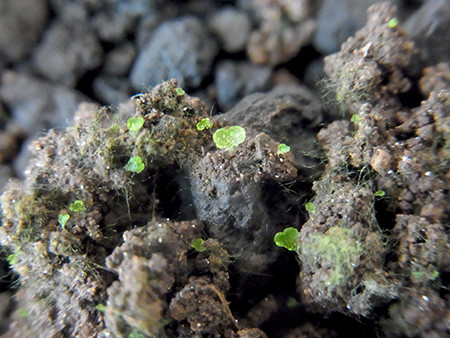 f:id:Naturalhistory:20160903100316j:image f:id:Naturalhistory:20160903100316j:image