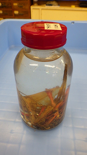 f:id:Naturalhistory:20160908163734j:image f:id:Naturalhistory:20160908163734j:image