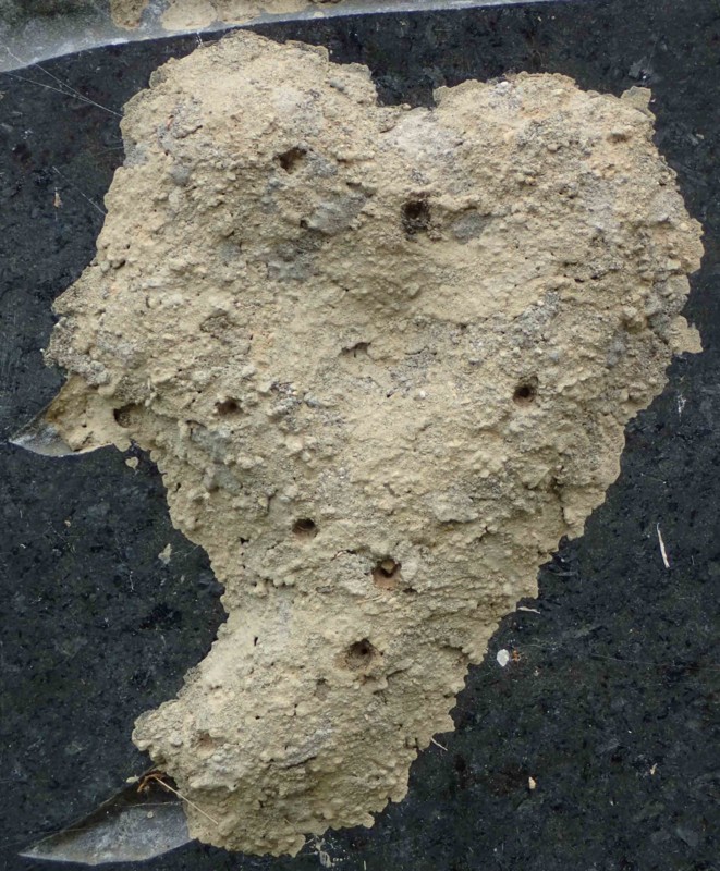 f:id:Naturalhistory:20160912113359j:image:w360 f:id:Naturalhistory:20160912113359j:image:w360