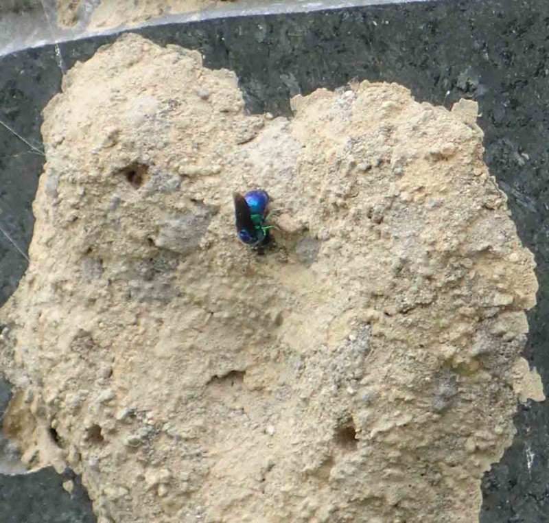 f:id:Naturalhistory:20160912115446j:image:w360 f:id:Naturalhistory:20160912115446j:image:w360