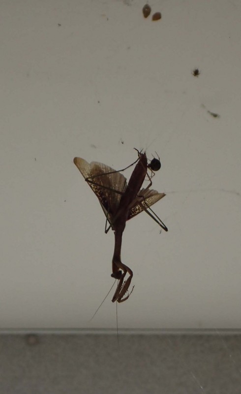 f:id:Naturalhistory:20160912131903j:image:w360 f:id:Naturalhistory:20160912131903j:image:w360