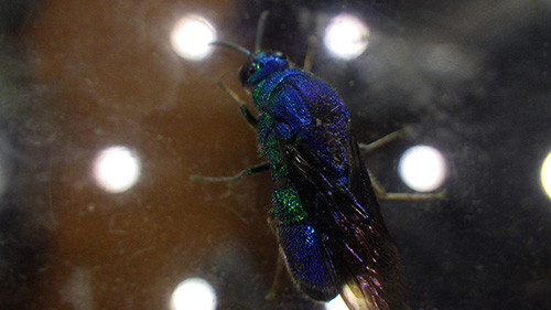 f:id:Naturalhistory:20160914152728j:image