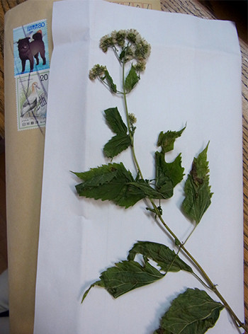 f:id:Naturalhistory:20160917141632j:image