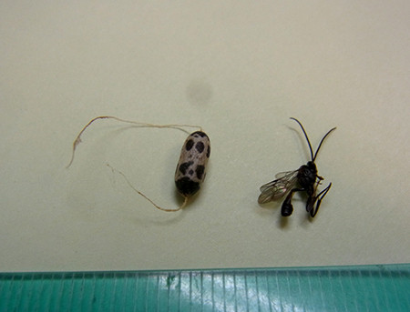 f:id:Naturalhistory:20160917141755j:image