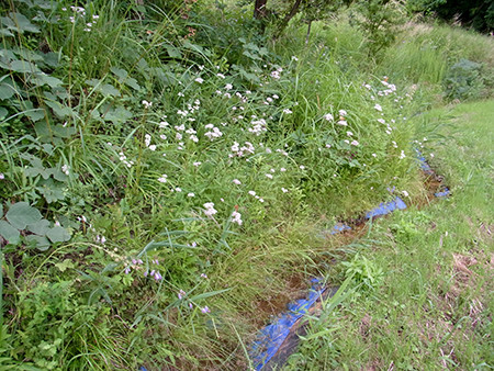 f:id:Naturalhistory:20160924095809j:image