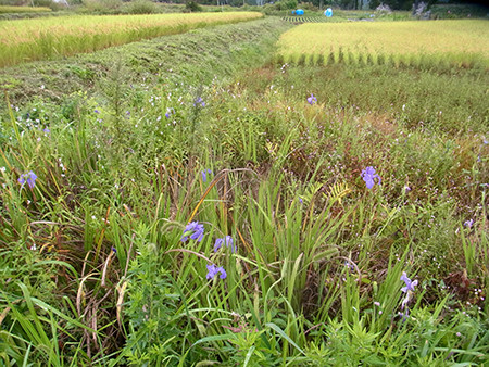 f:id:Naturalhistory:20160926113011j:image