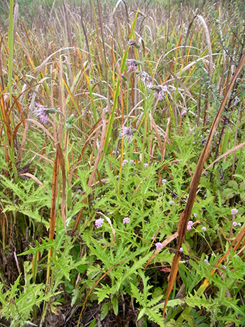 f:id:Naturalhistory:20160926121103j:image