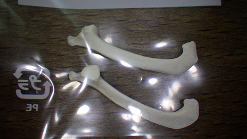 f:id:Naturalhistory:20160929165301j:image f:id:Naturalhistory:20160929165301j:image