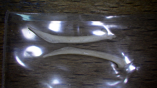 f:id:Naturalhistory:20160929165453j:image f:id:Naturalhistory:20160929165453j:image