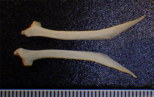 f:id:Naturalhistory:20160930164215j:image f:id:Naturalhistory:20160930164215j:image