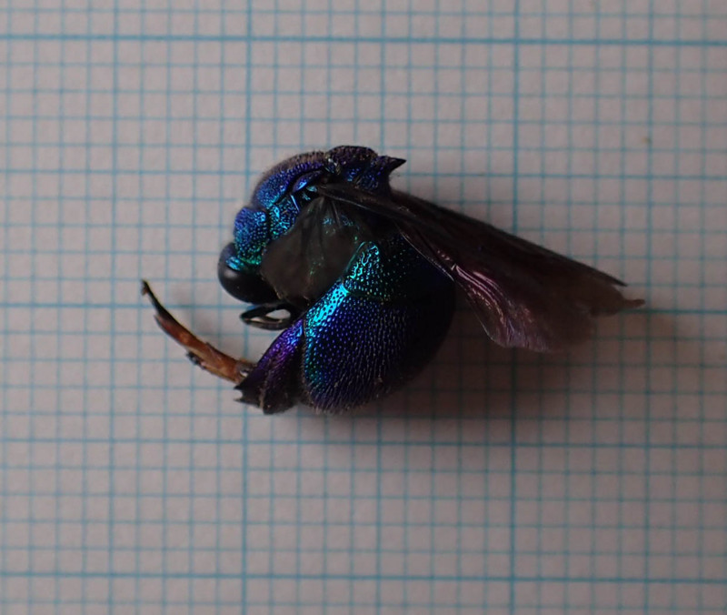 f:id:Naturalhistory:20161002154751j:image:w640