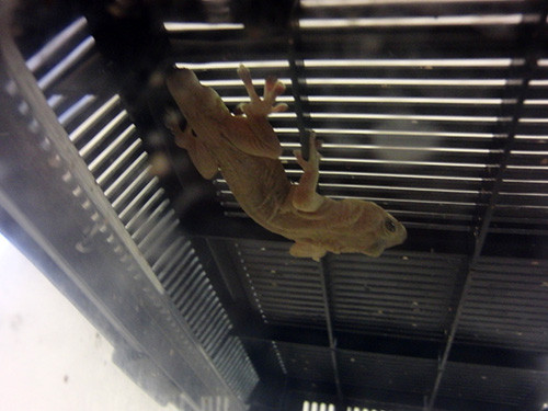 f:id:Naturalhistory:20161012165704j:image