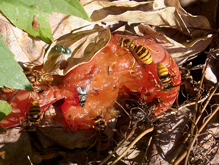 f:id:Naturalhistory:20161015101958j:image