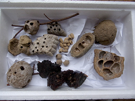 f:id:Naturalhistory:20161022120702j:image