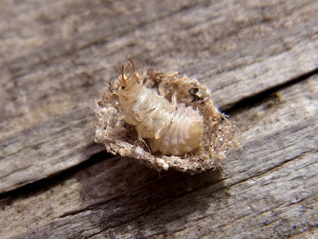 f:id:Naturalhistory:20161026090537j:image