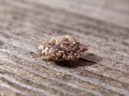 f:id:Naturalhistory:20161026090557j:image