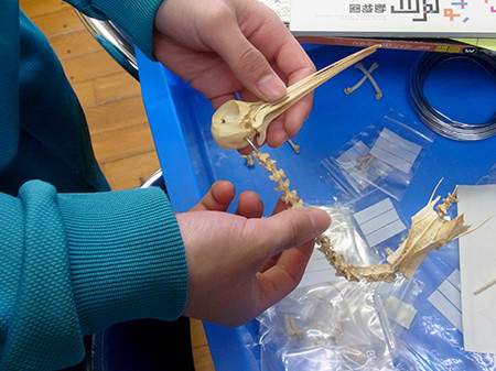 f:id:Naturalhistory:20161028100020j:image