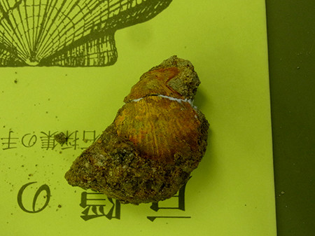 f:id:Naturalhistory:20161028112302j:image