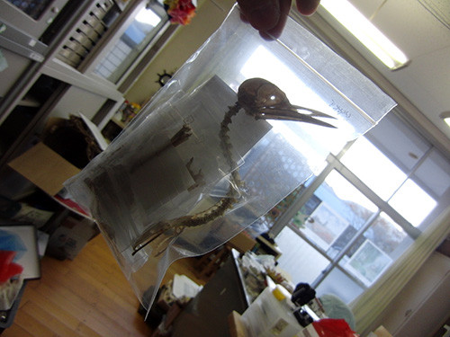 f:id:Naturalhistory:20161030161831j:image