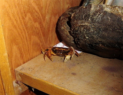f:id:Naturalhistory:20161030162318j:image