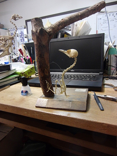 f:id:Naturalhistory:20161101164948j:image
