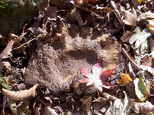 f:id:Naturalhistory:20161108075818j:image