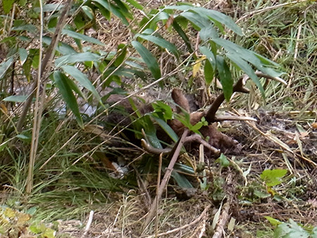 f:id:Naturalhistory:20161111082652j:image