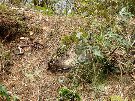 f:id:Naturalhistory:20161112110139j:image