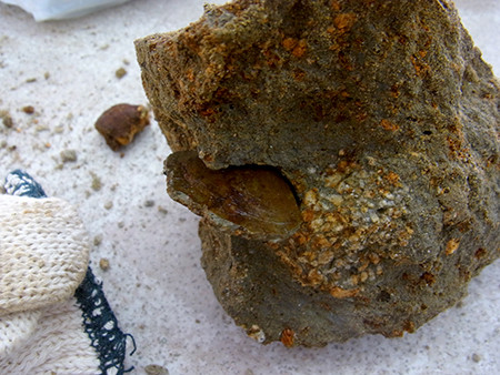 f:id:Naturalhistory:20161113104132j:image