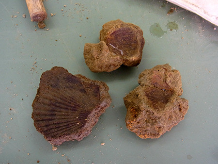 f:id:Naturalhistory:20161113104259j:image