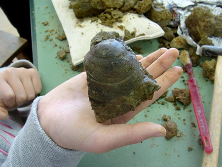 f:id:Naturalhistory:20161113104329j:image