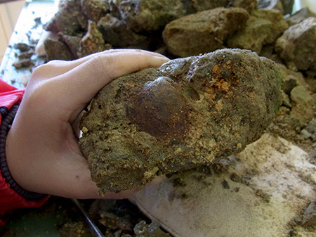 f:id:Naturalhistory:20161113104856j:image