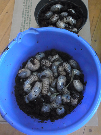 f:id:Naturalhistory:20161113130709j:image