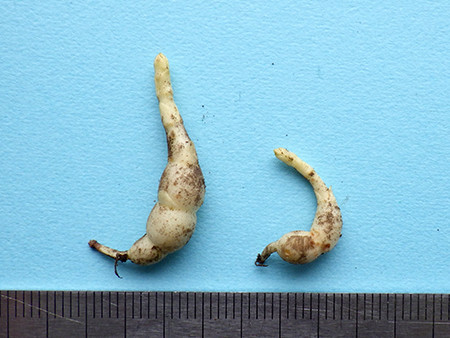 f:id:Naturalhistory:20161115140657j:image