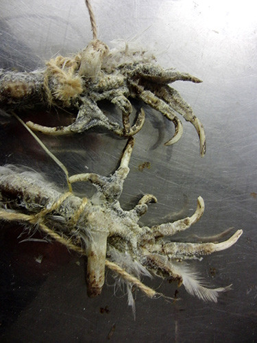 f:id:Naturalhistory:20161119171257j:image