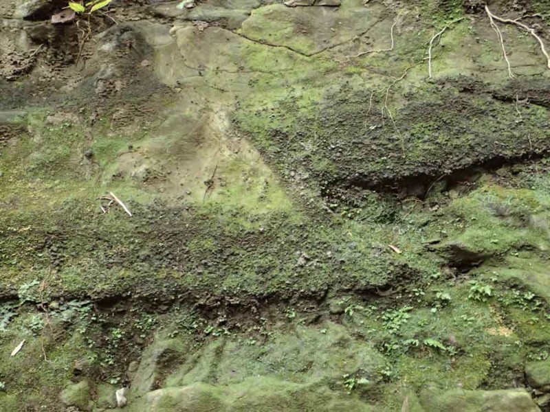 f:id:Naturalhistory:20161129171337j:image:w420 f:id:Naturalhistory:20161129171337j:image:w420