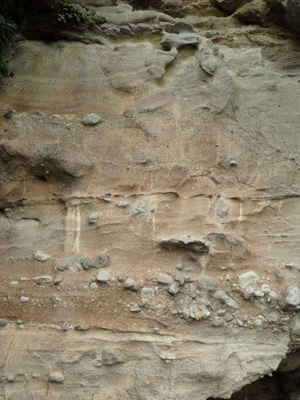 f:id:Naturalhistory:20161129171342j:image:w420 f:id:Naturalhistory:20161129171342j:image:w420