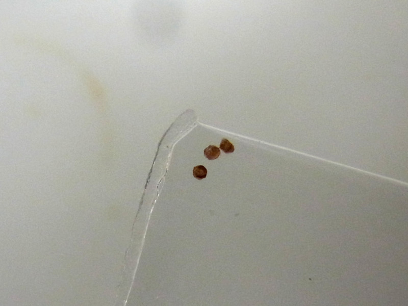 f:id:Naturalhistory:20161204130011j:image